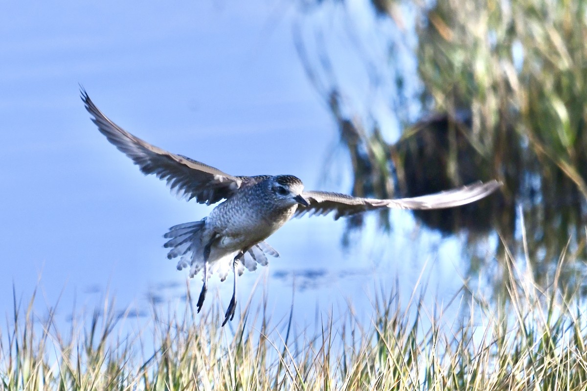 Chorlito Dorado Americano - ML646902342