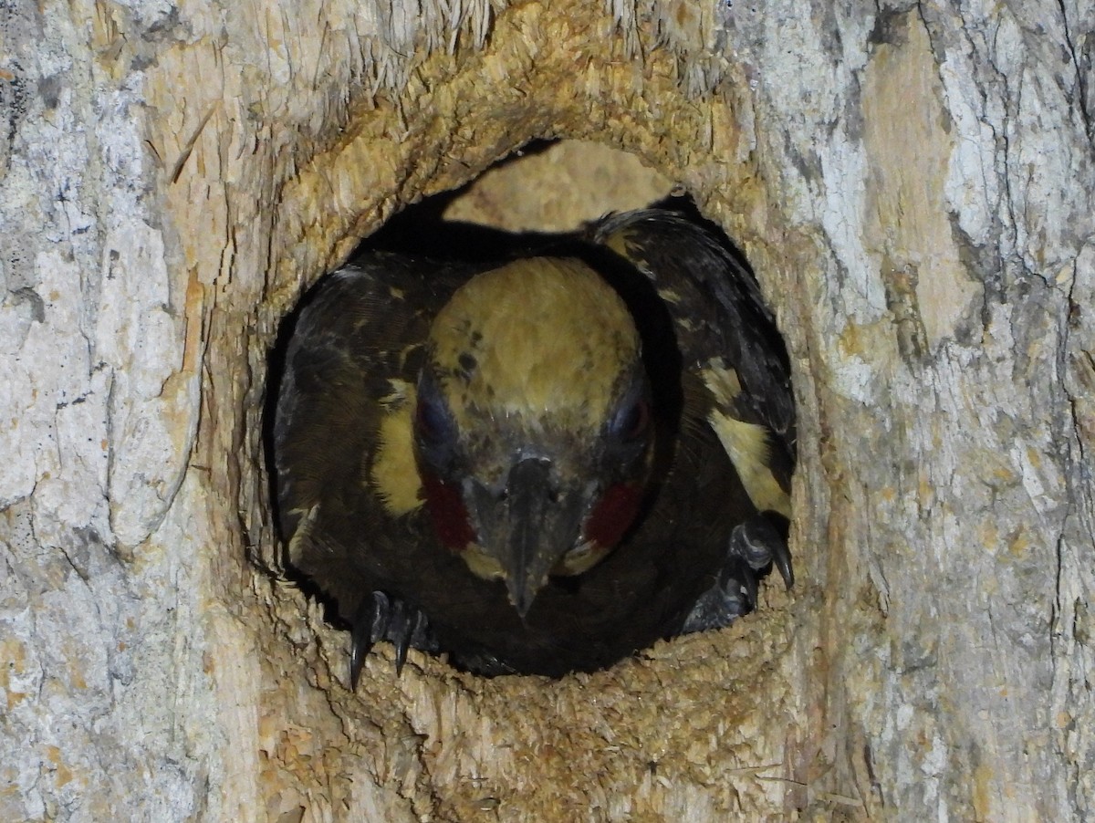 Pale-crested Woodpecker - ML646902344