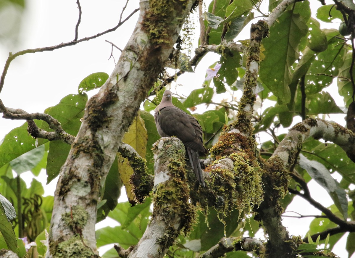 Plumbeous Pigeon - ML646902346