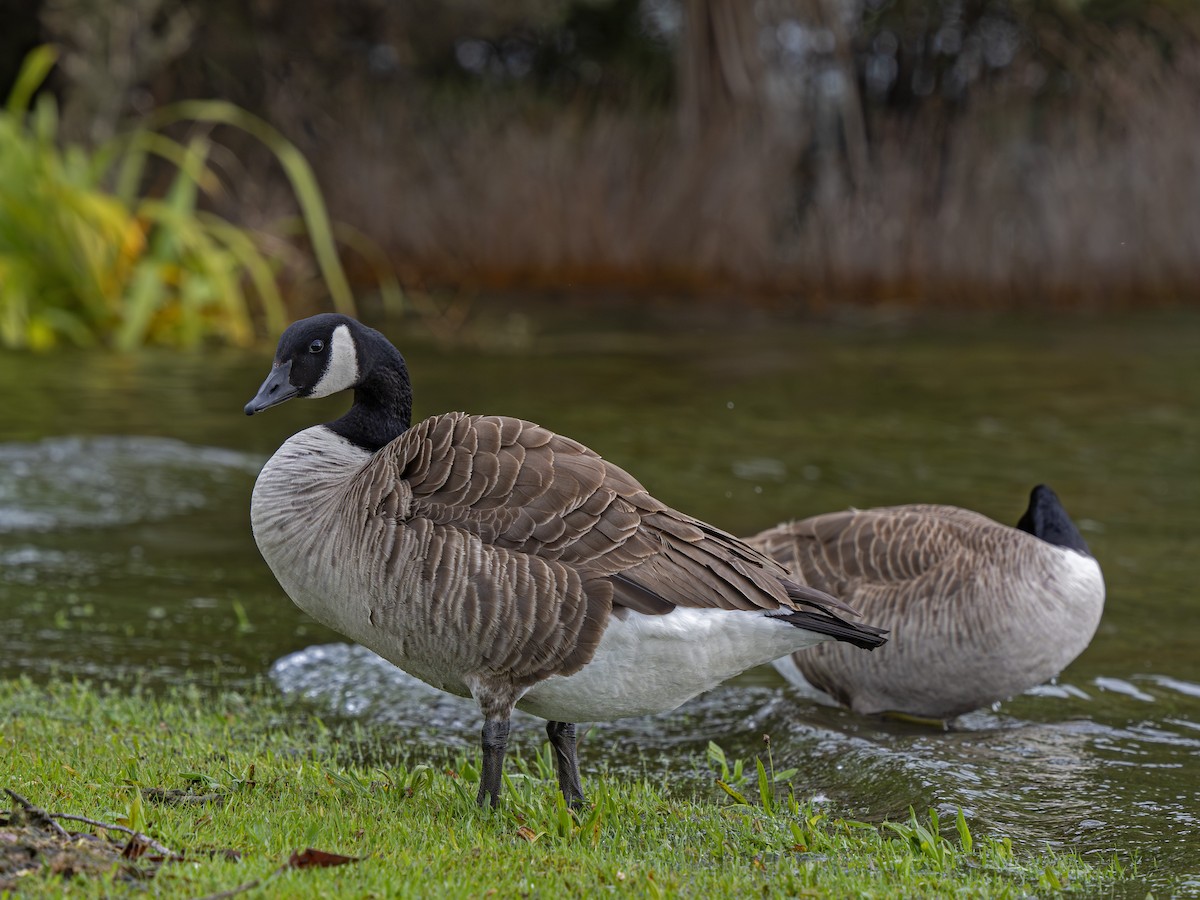 Branta kanadar handia - ML646902349