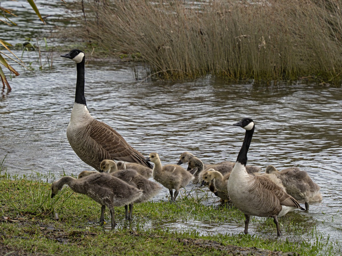 Branta kanadar handia - ML646902350