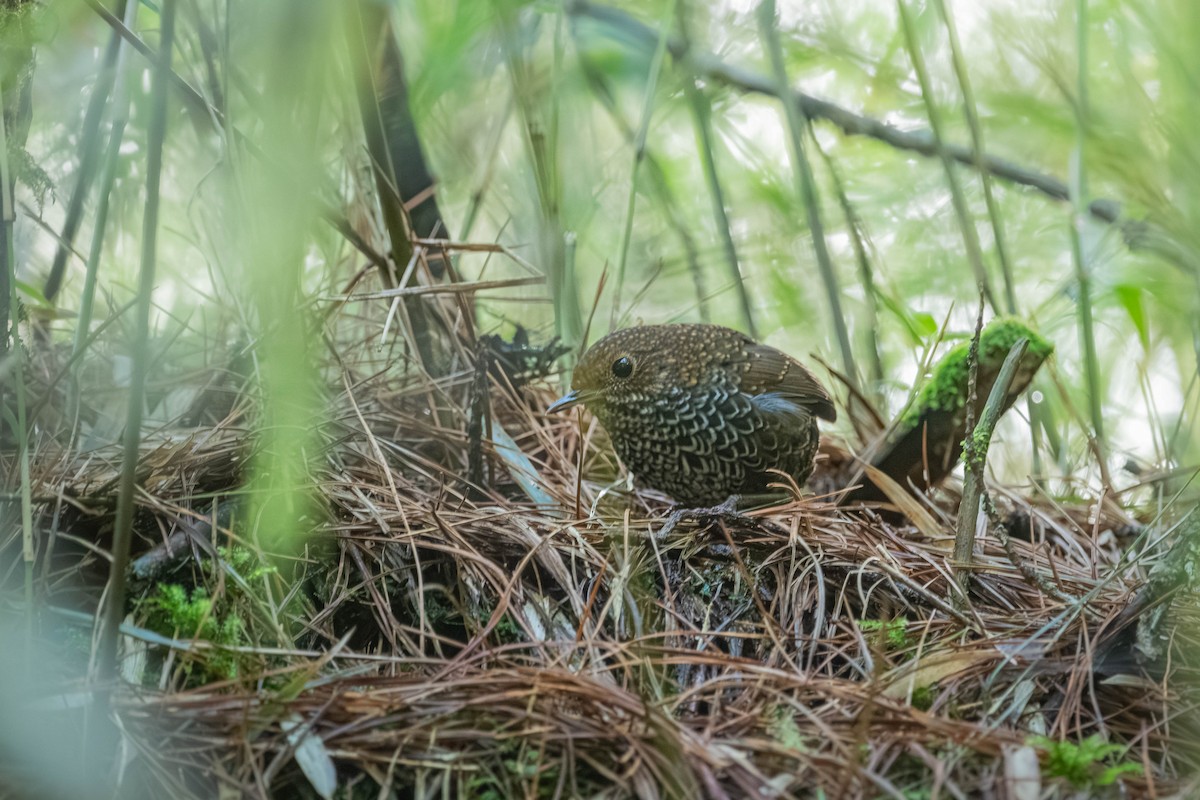 Taiwan Cupwing - ML646902351