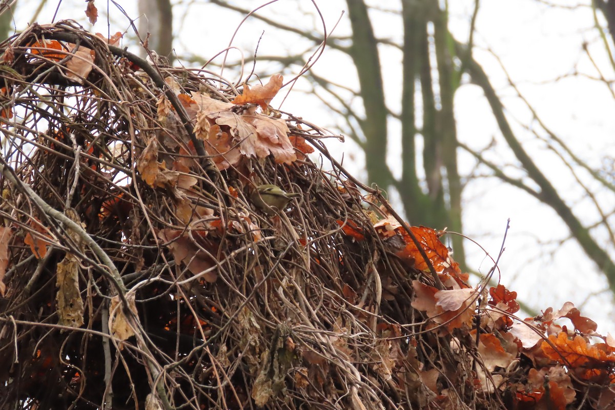 Mendi-erregetxoa - ML646902352