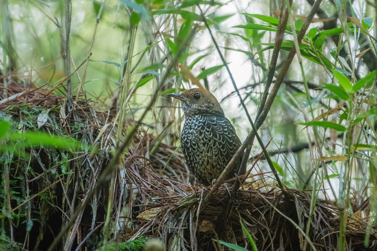 Taiwan Cupwing - ML646902353