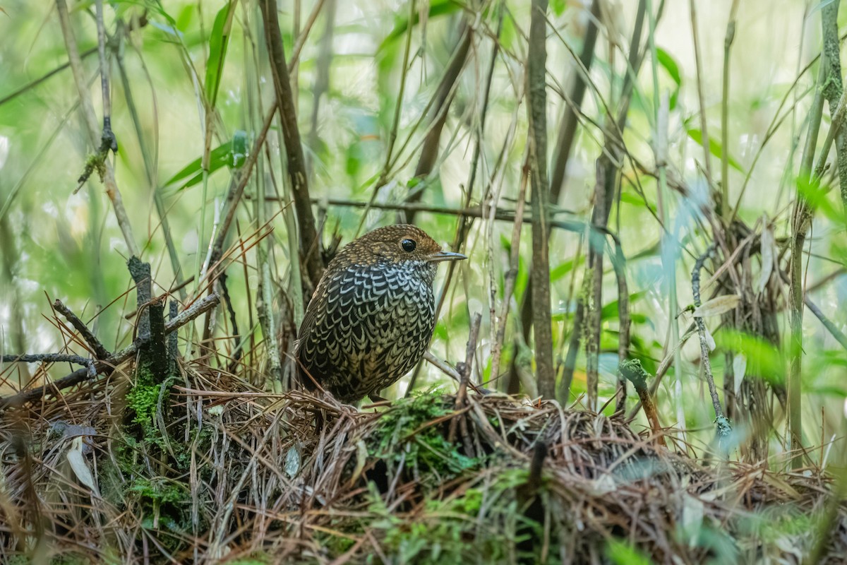 Taiwan Cupwing - ML646902354