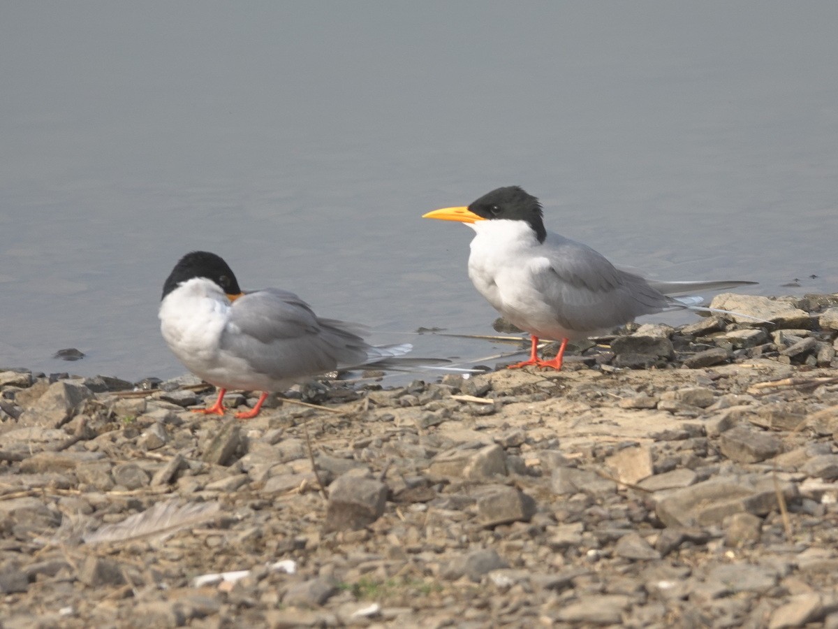 River Tern - ML646902356