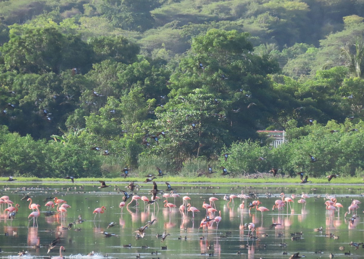 Flamenko gorria - ML646902357