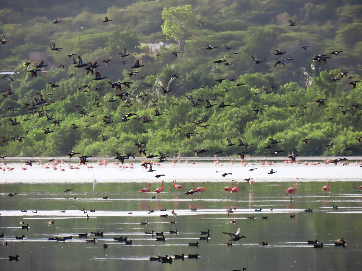 Flamenko gorria - ML646902358