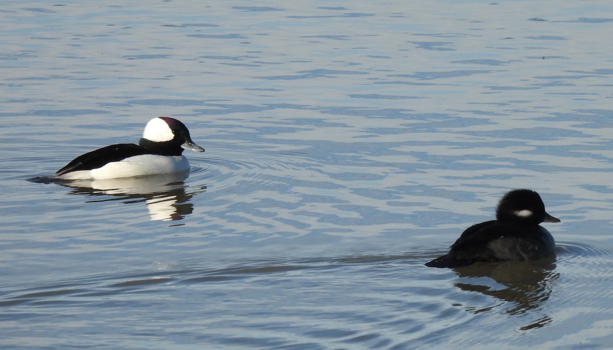 Murgilari buruzuria - ML646902359