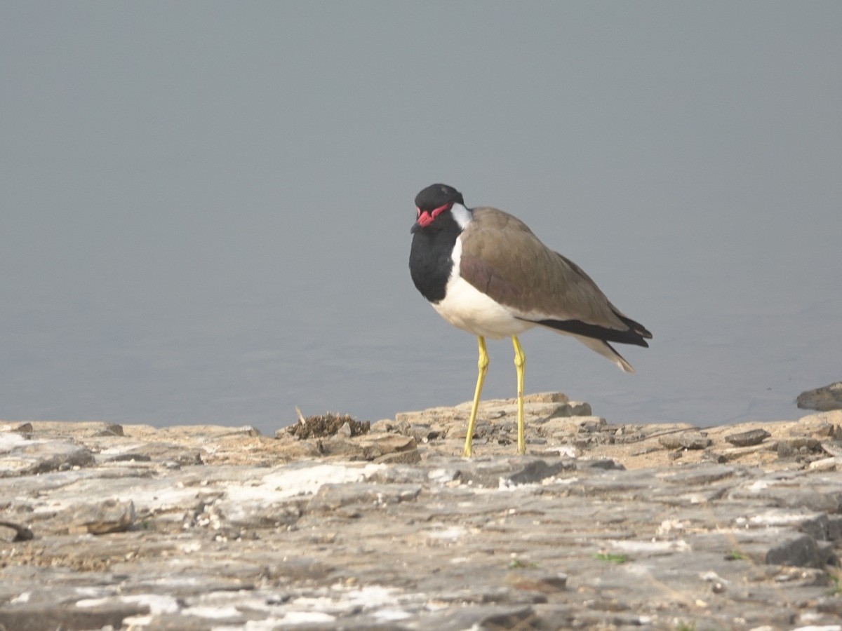 Hegabera musugorria - ML646902360