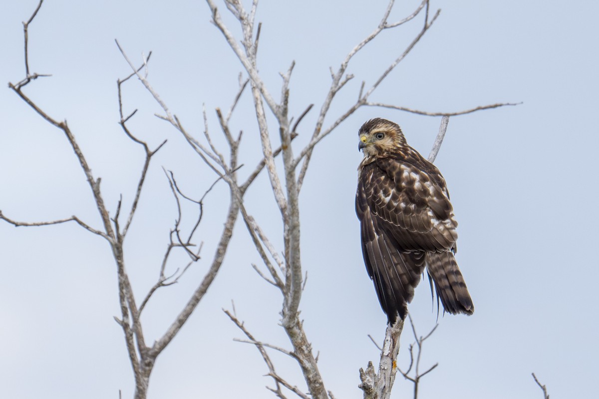 Broad-winged Hawk - ML646902366
