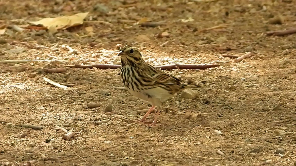 Savannah Sparrow - ML646902367