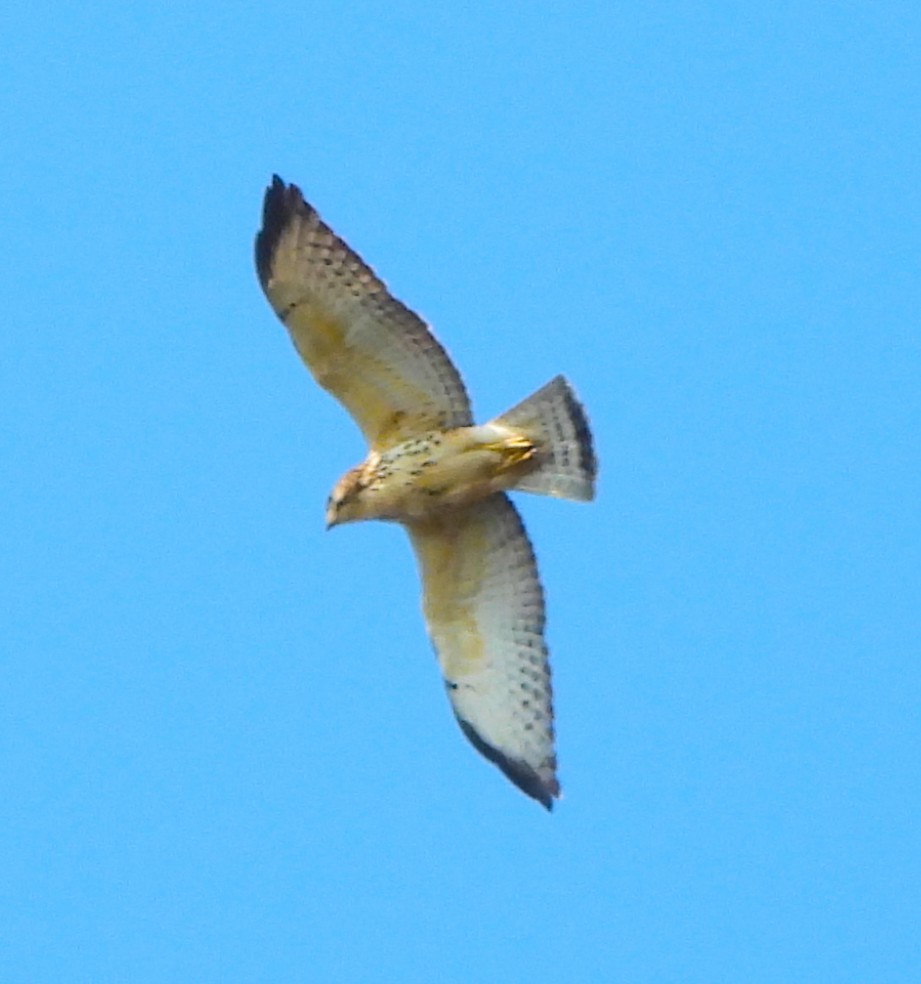 Broad-winged Hawk - ML646902369