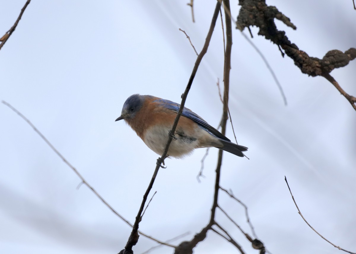 Eastern Bluebird - ML646902370