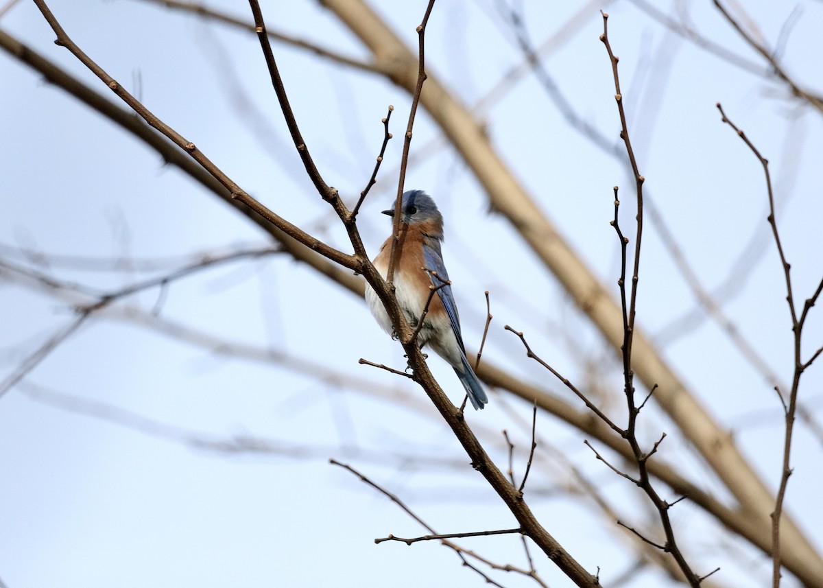 Eastern Bluebird - ML646902371