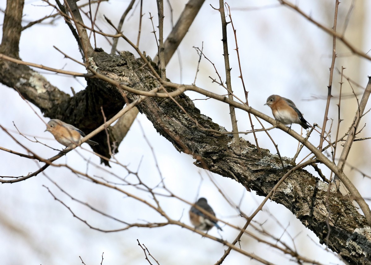 Eastern Bluebird - ML646902372