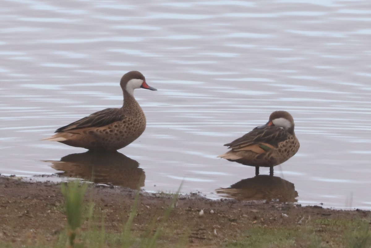 Ahate bahamarra - ML646902373