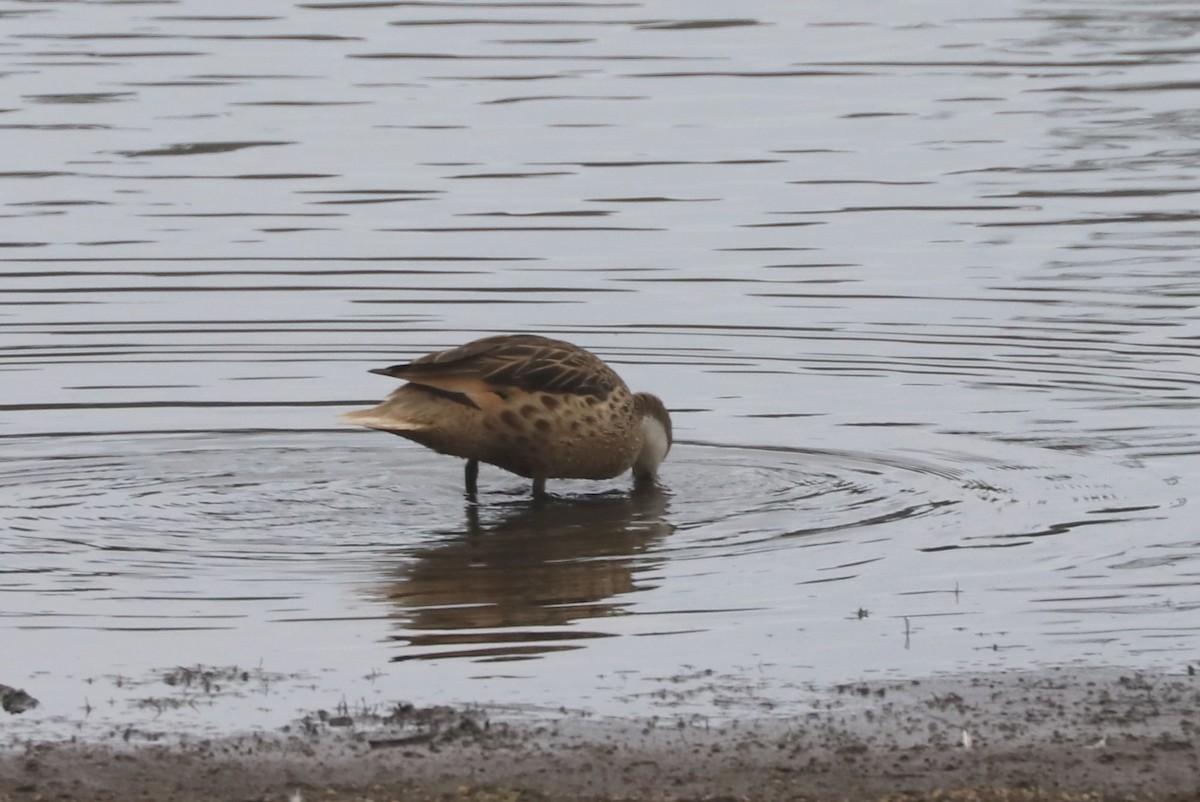 Ahate bahamarra - ML646902374