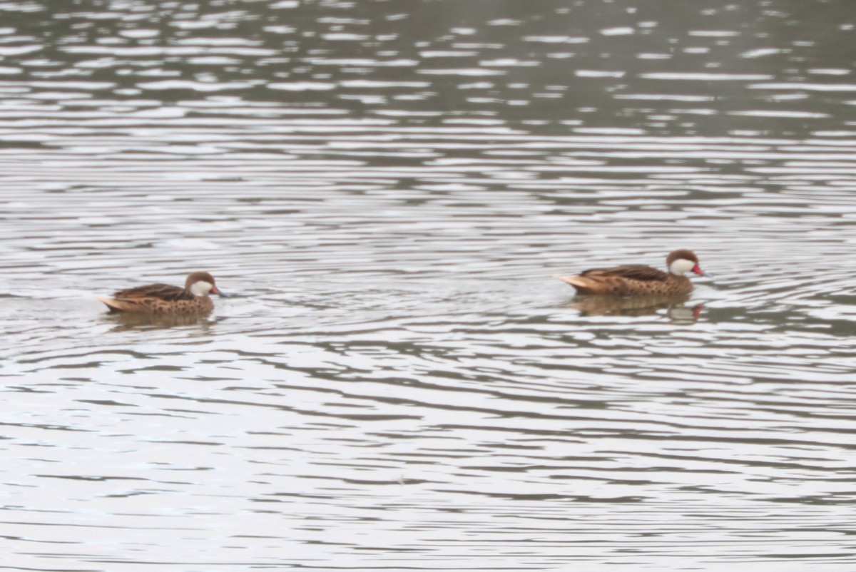 Ahate bahamarra - ML646902375