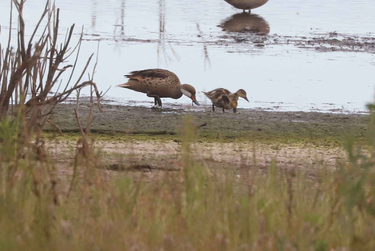 Ahate bahamarra - ML646902376