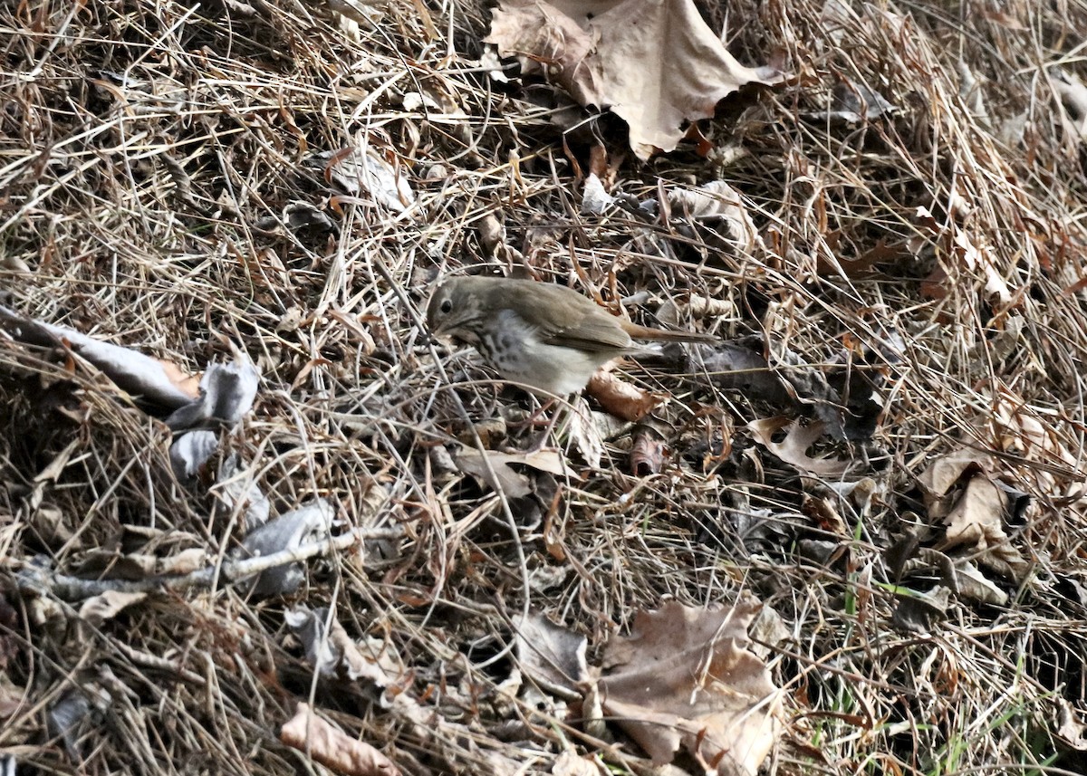 Hermit Thrush - ML646902377