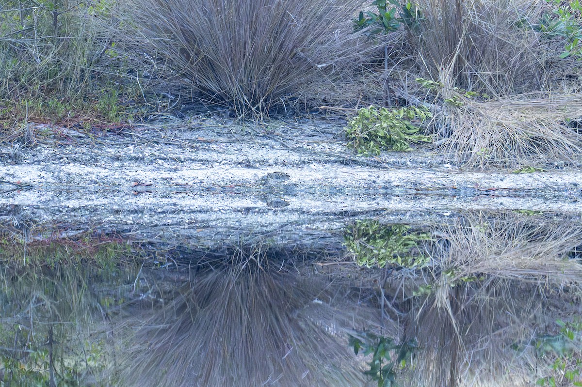 Wilson's Snipe - ML646902378