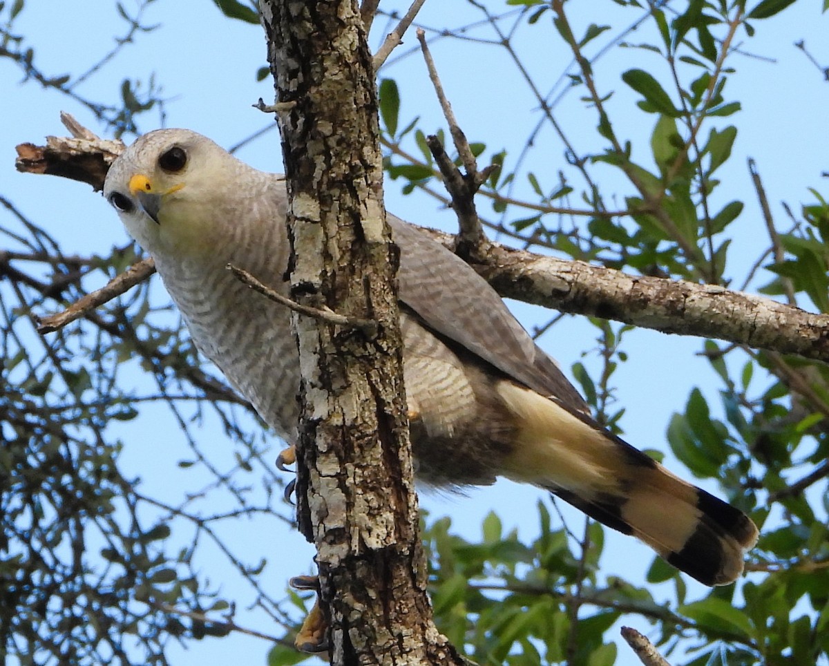 Gray-lined Hawk - ML646902379