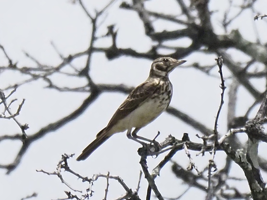 Dusky Lark - ML646902381