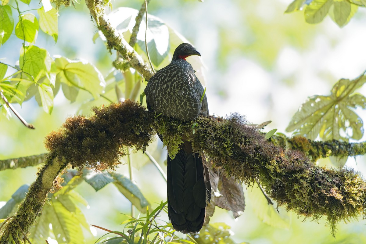 Cauca Guan - ML646902382