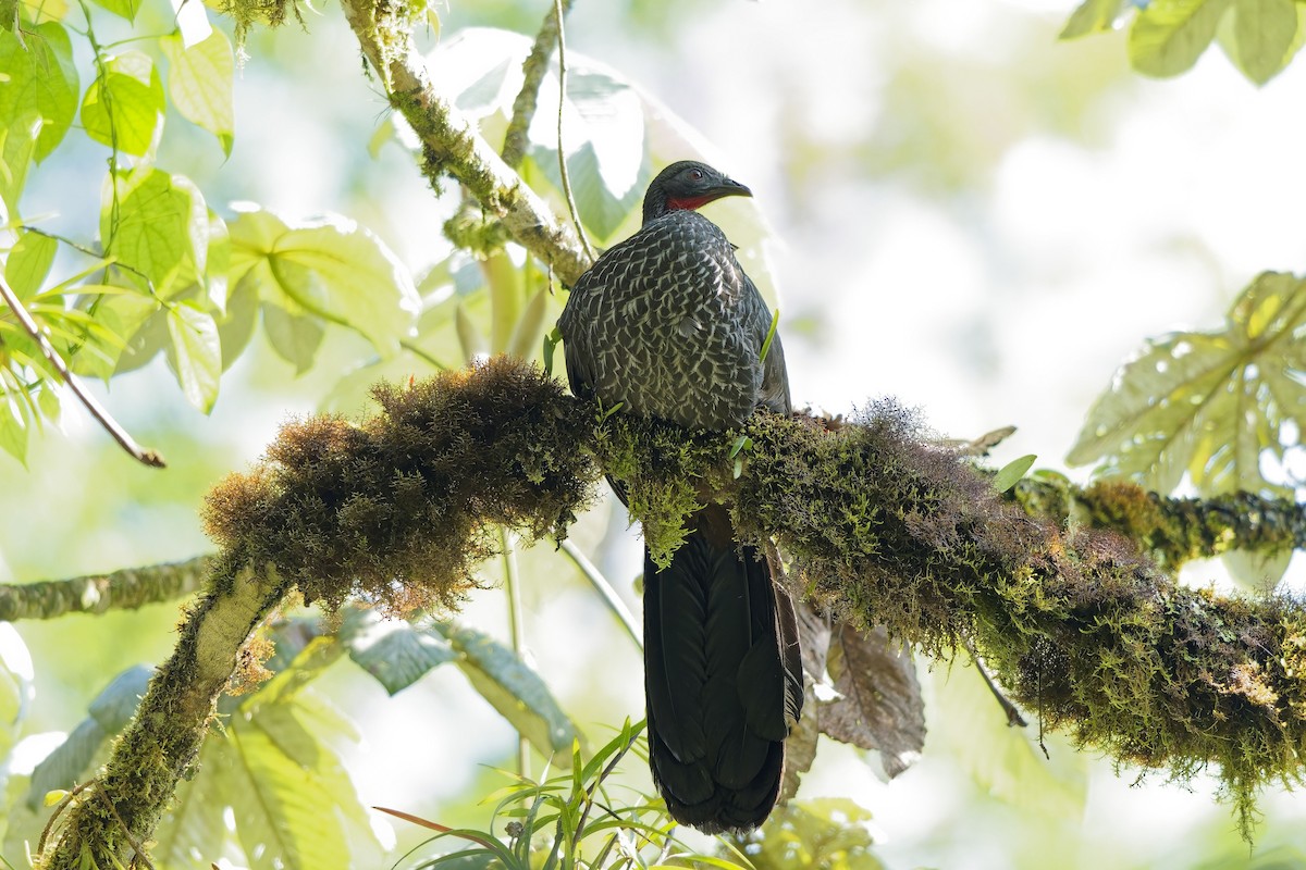 Cauca Guan - ML646902383