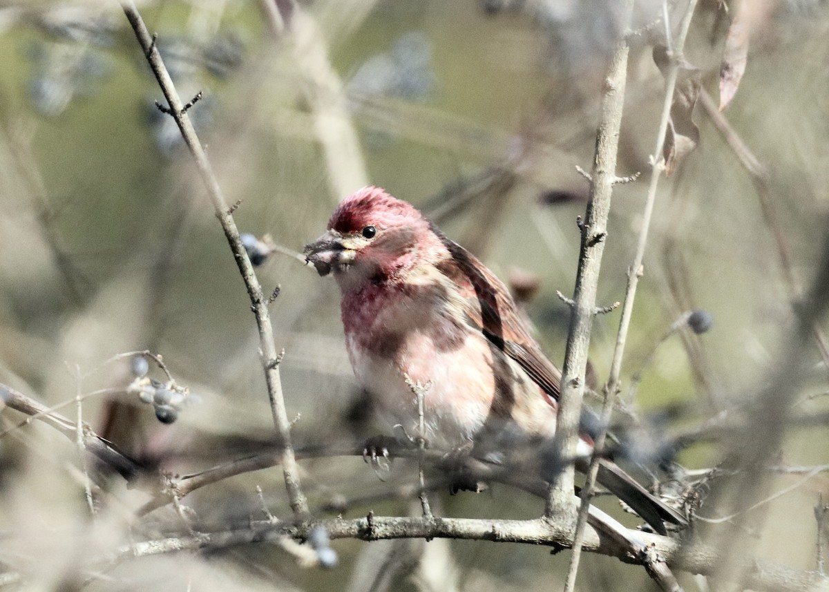 Purple Finch (Eastern) - ML646902385