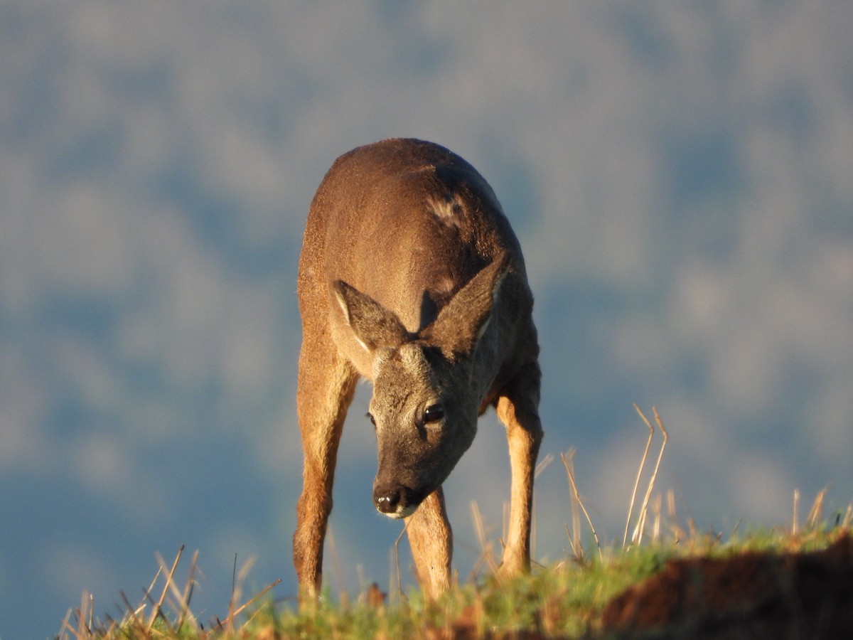 Animals - ML646902391