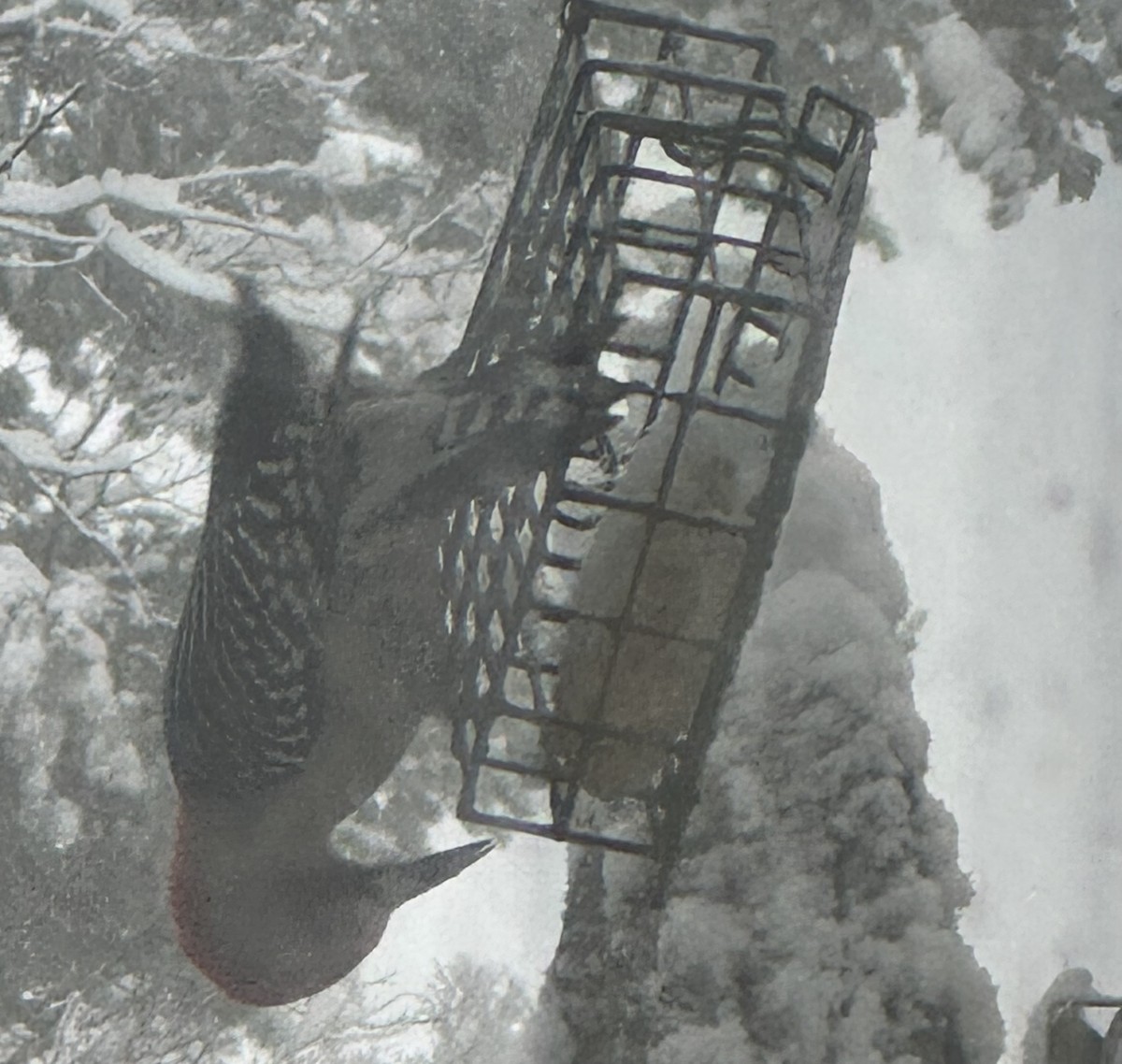 Гіла каролінська - ML646902393