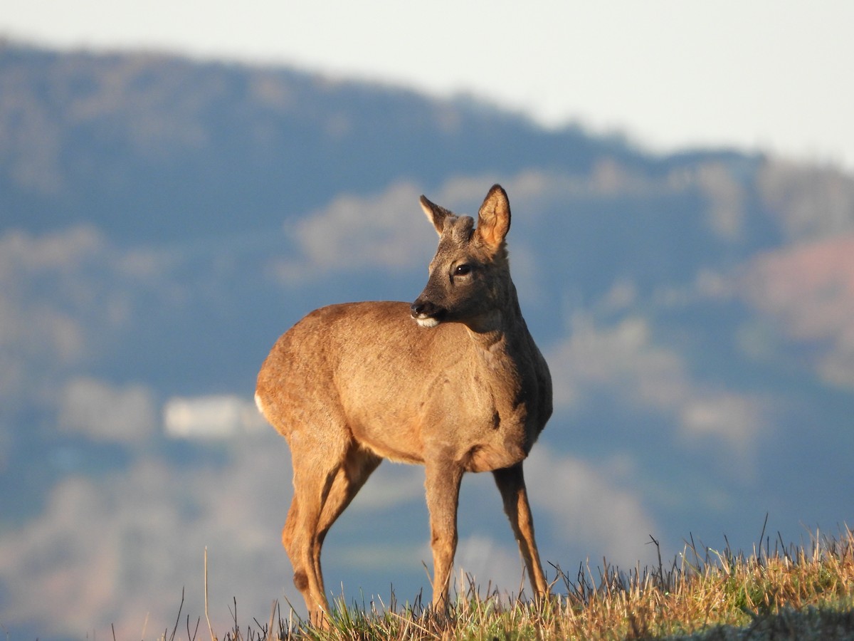 Animals - ML646902394