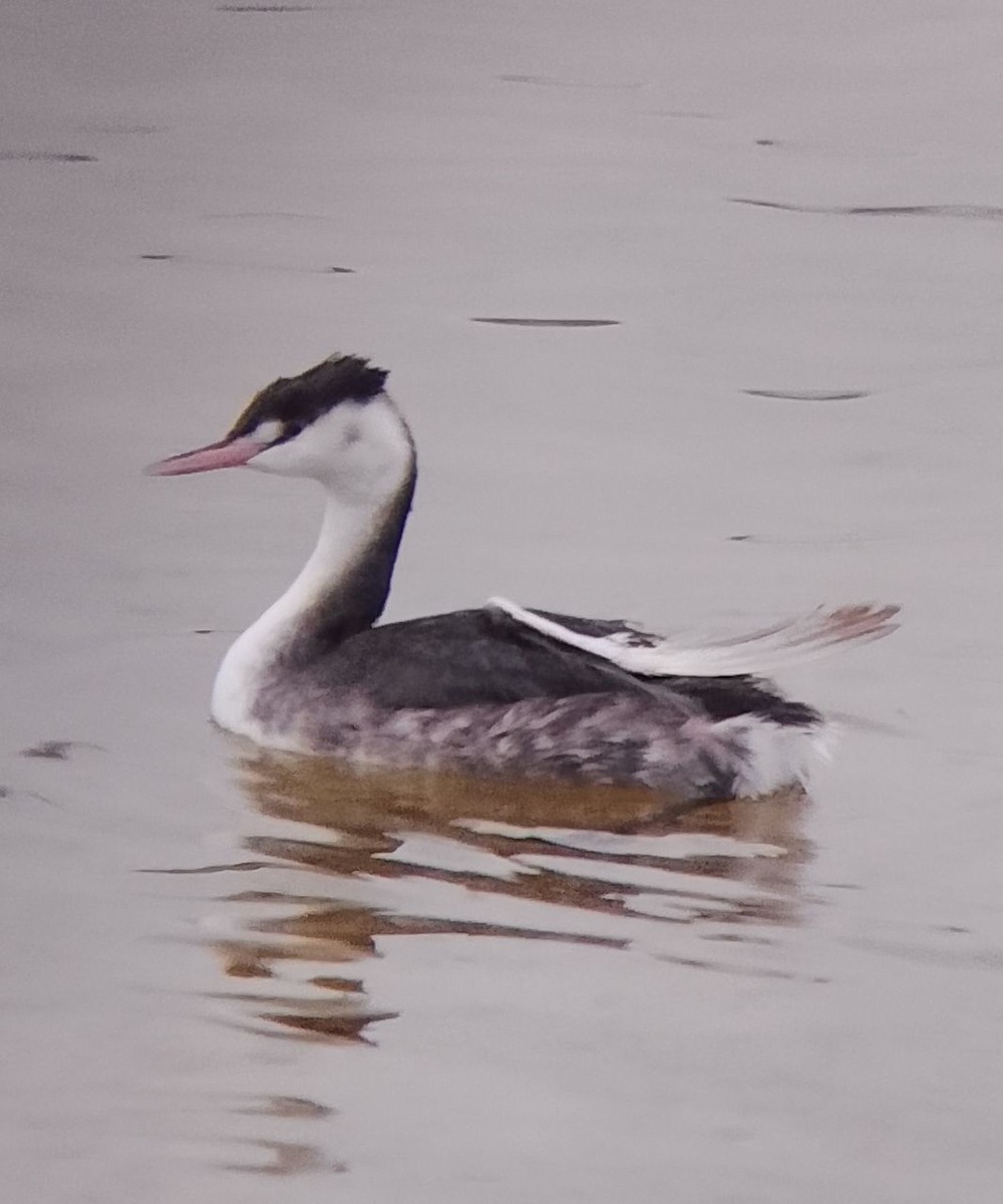 Murgil mottoduna - ML646902395