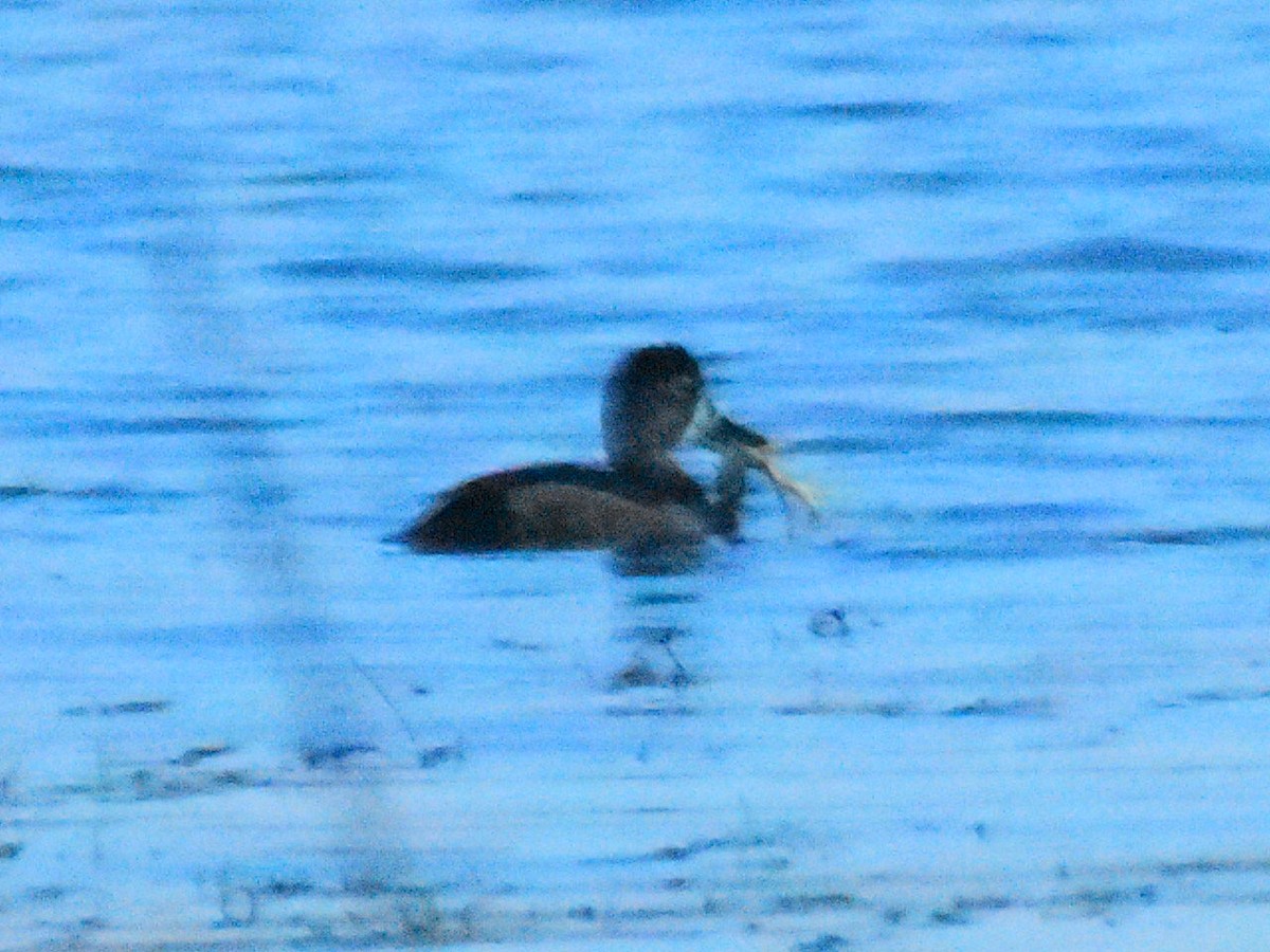 Ring-necked Duck - ML646902396