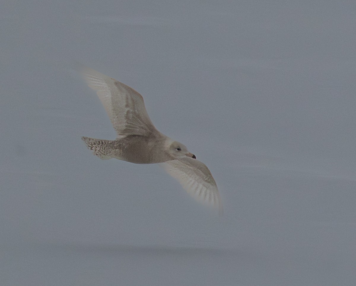 Glaucous Gull - ML646902401