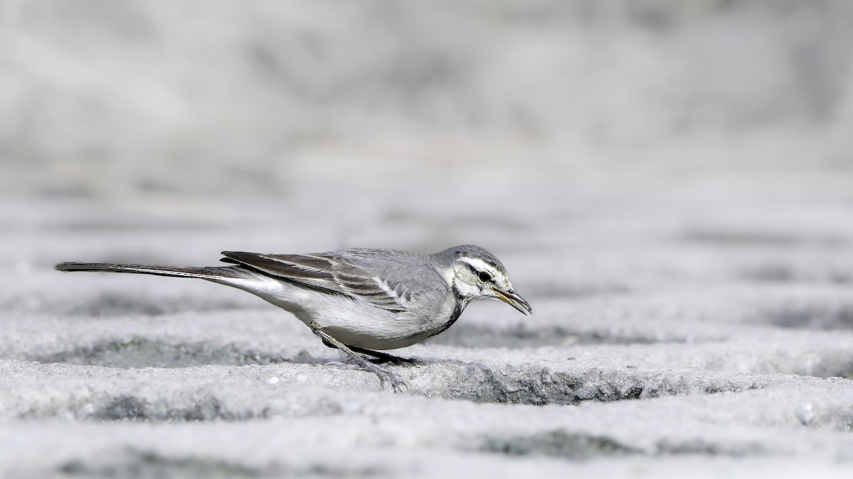 White Wagtail - ML646902402
