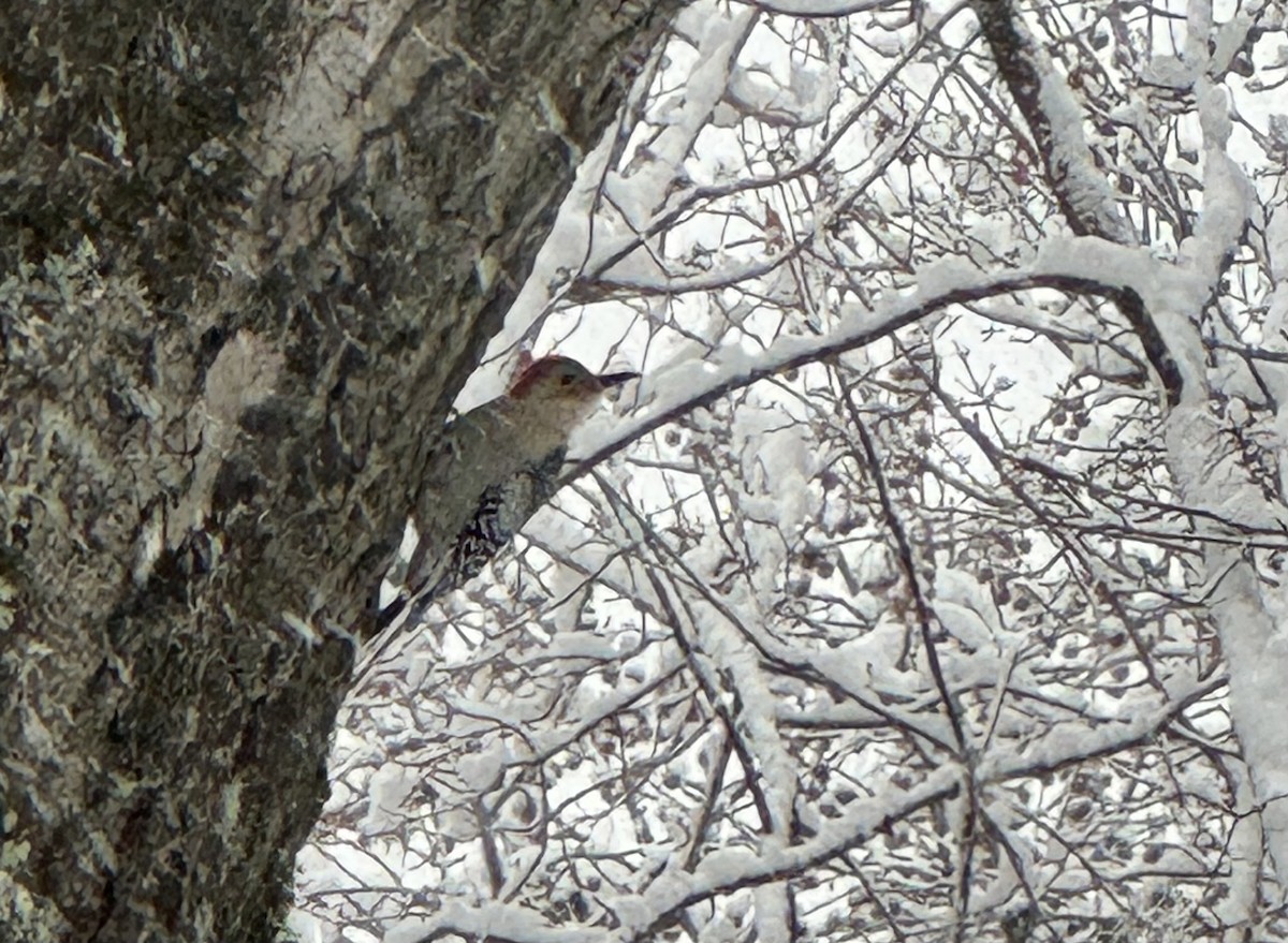 Гіла каролінська - ML646902405