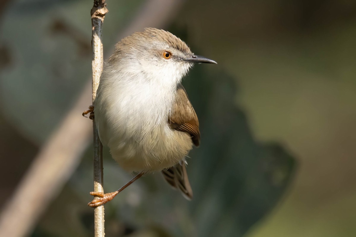 Gray-breasted Prinia - ML646902410
