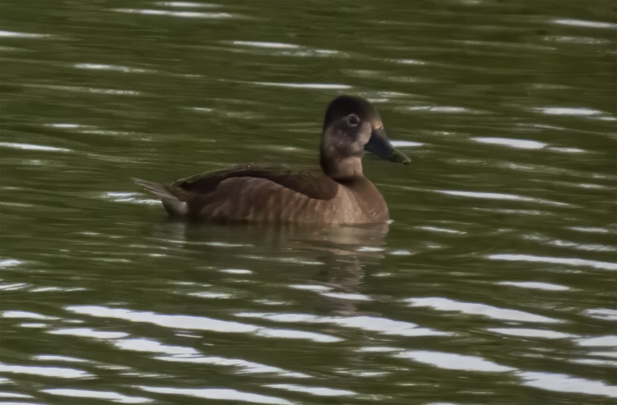 Ring-necked Duck - ML646902411