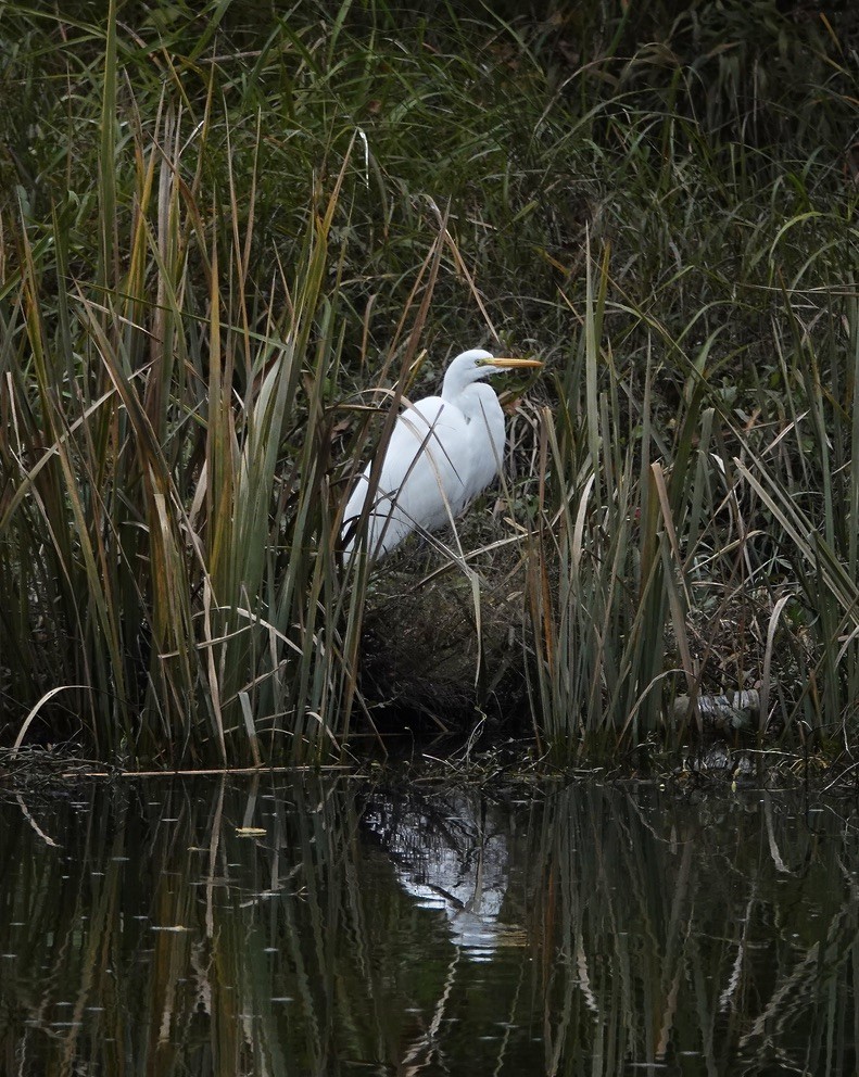 Чапля велика - ML646902412