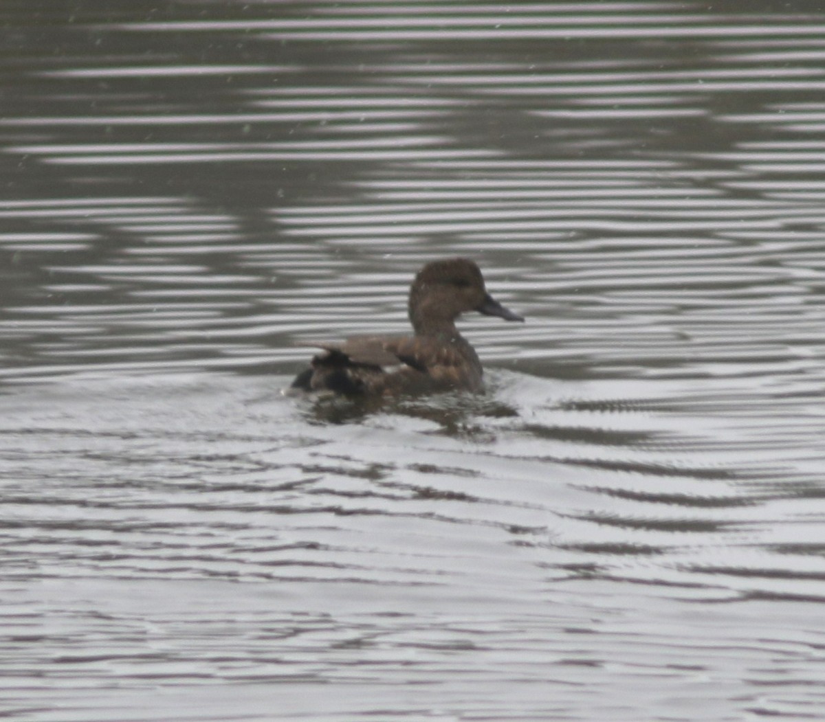 Нерозень - ML646902413