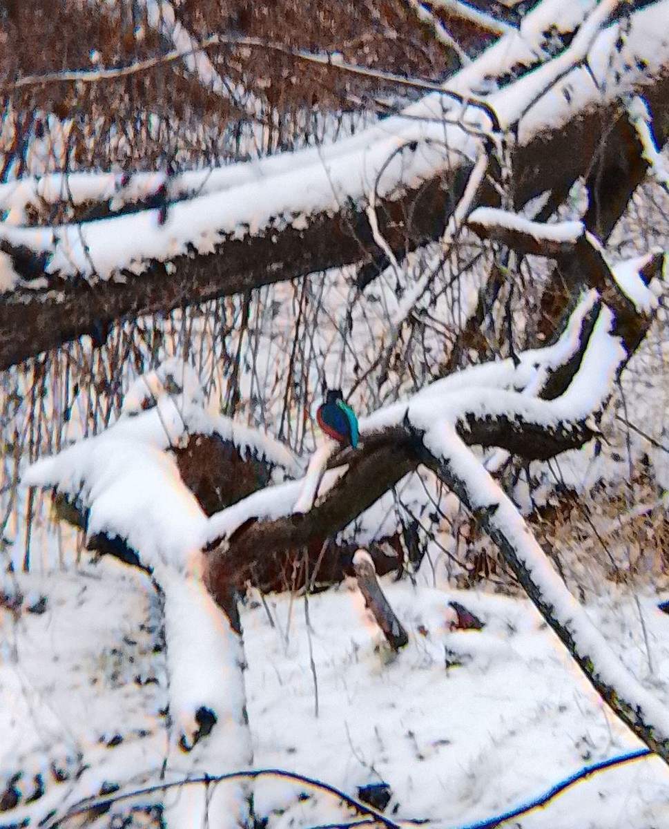 Martin arrantzalea - ML646902415