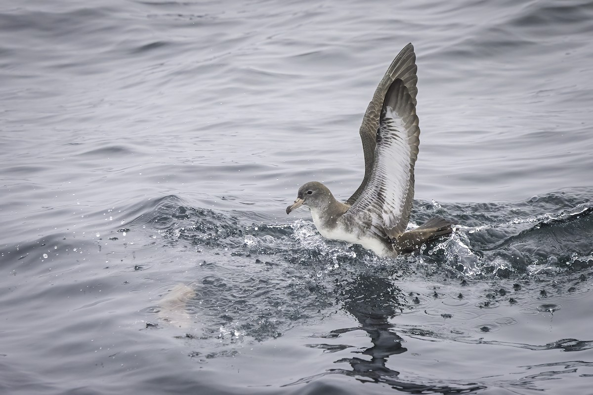Розовоногий буревестник - ML646902416