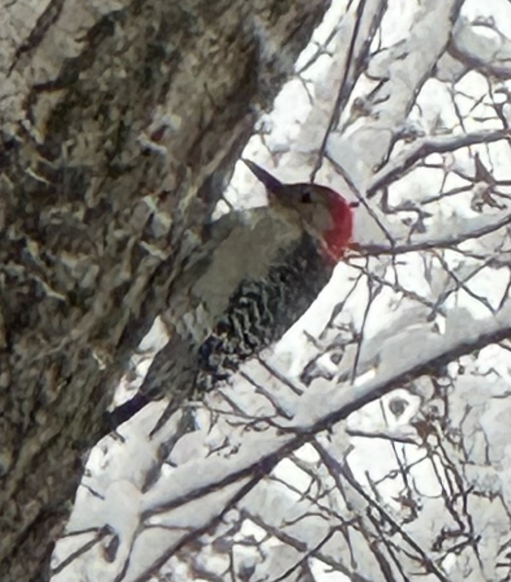 Гіла каролінська - ML646902418