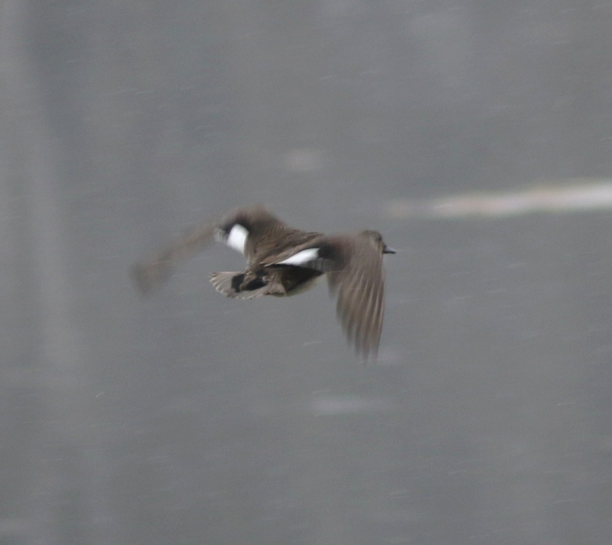 Нерозень - ML646902421