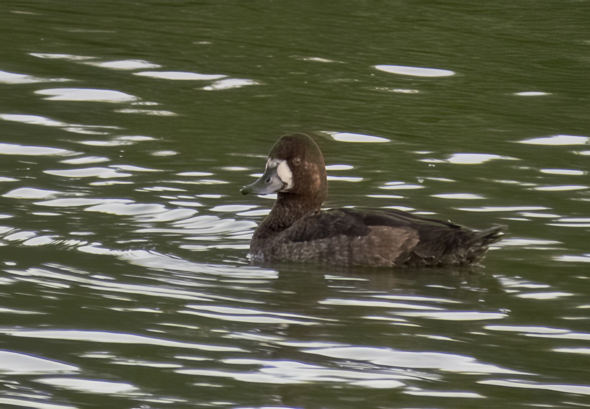 Lesser Scaup - ML646902422