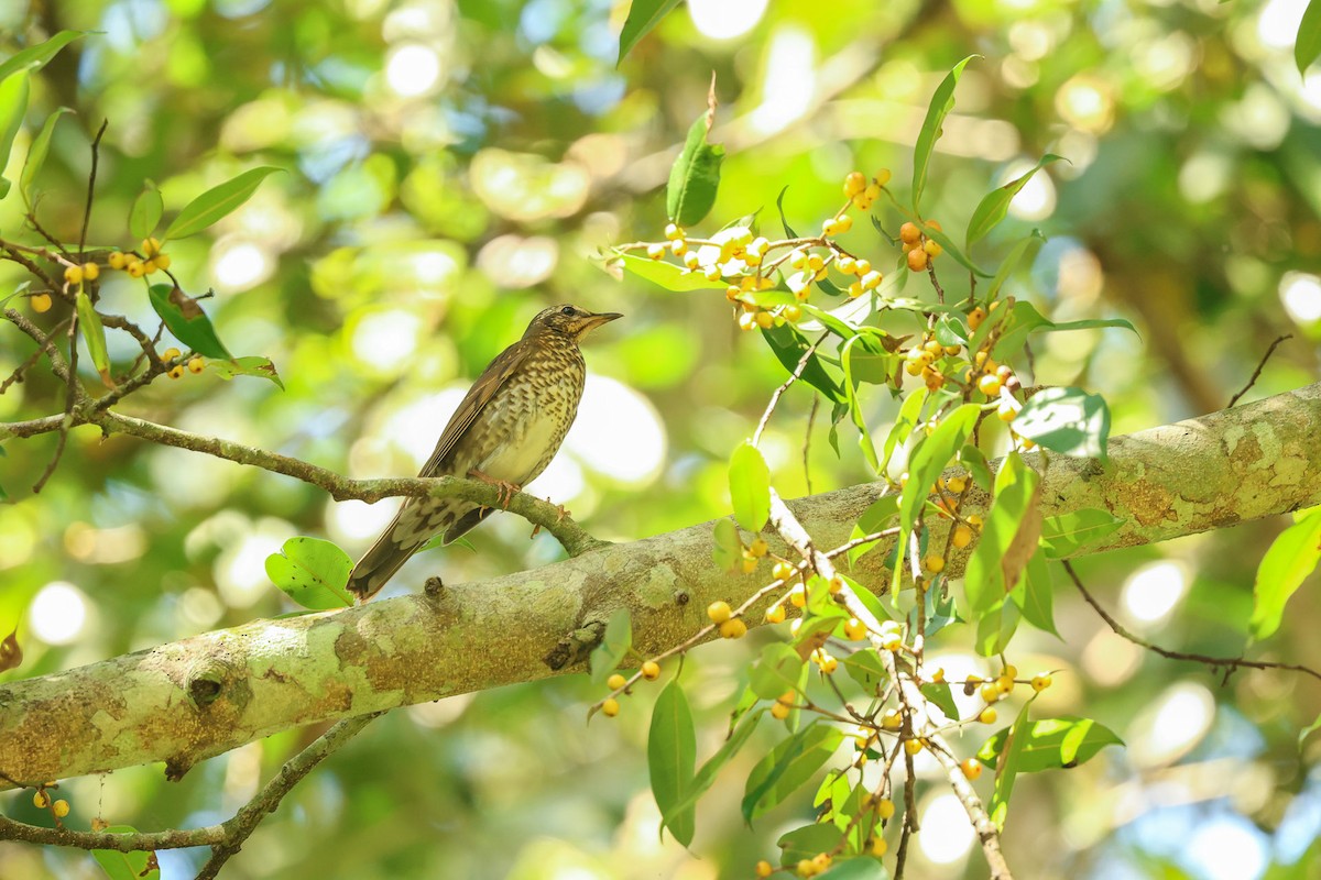 Siberian Thrush - ML646902423