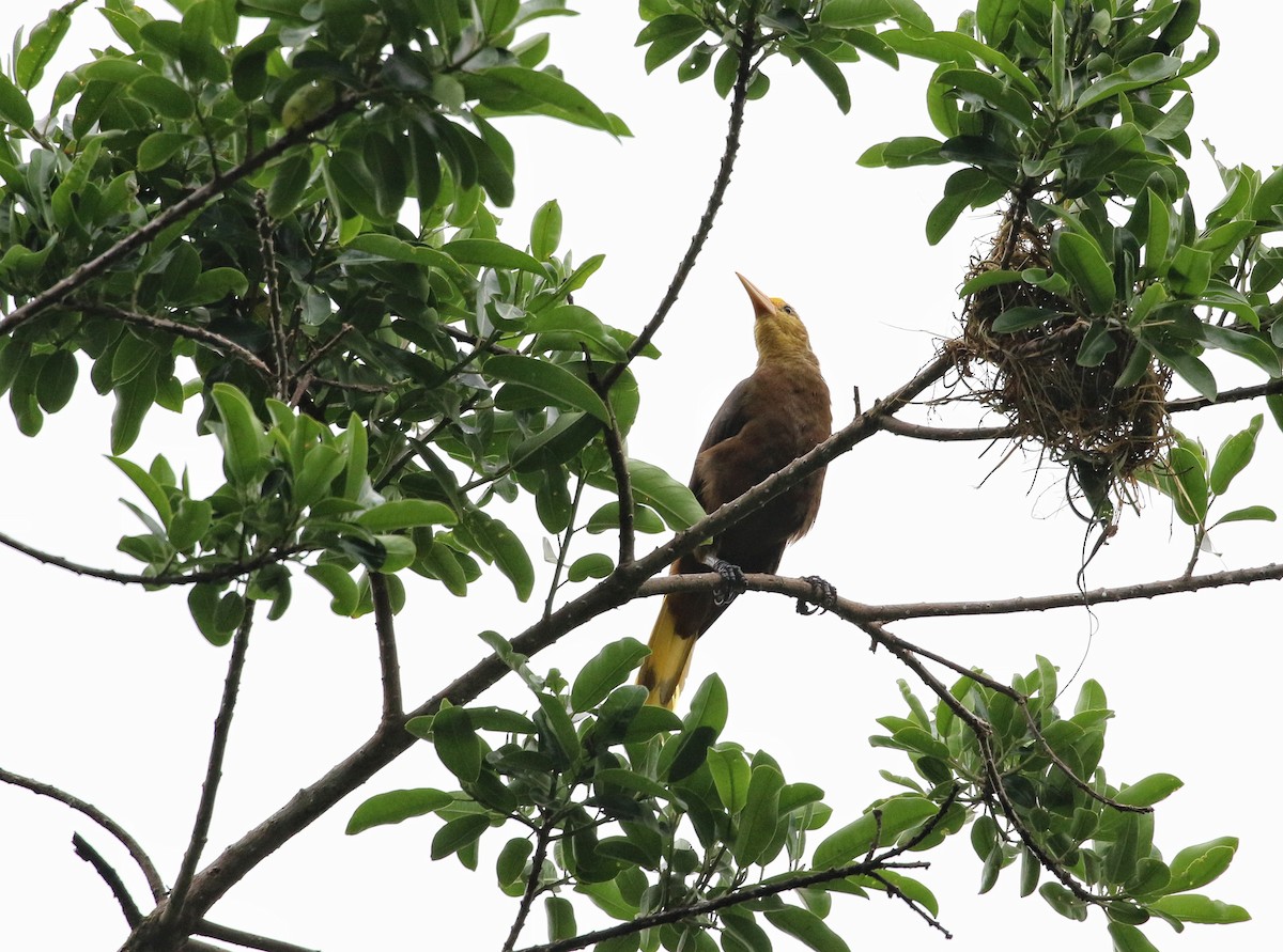 Russet-backed Oropendola - ML646902427